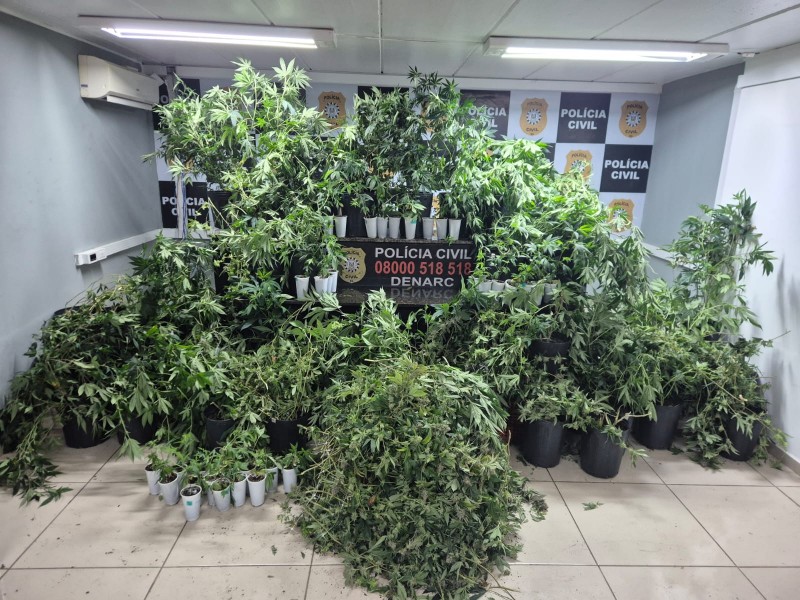 Homem é preso ao cultivar mais de 80 pés de maconha em estufa doméstica na Capital