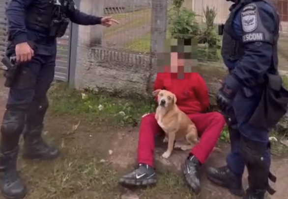 Nas imagens, que não são institucionais, os animais aparecem circulando e fazendo a "guarnição" do suspeito.