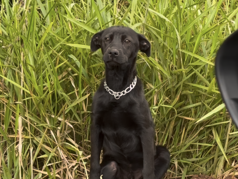 Vídeo: Câmeras flagram abandono de cãozinho na região e cercamento eletrônico localiza autor do crime