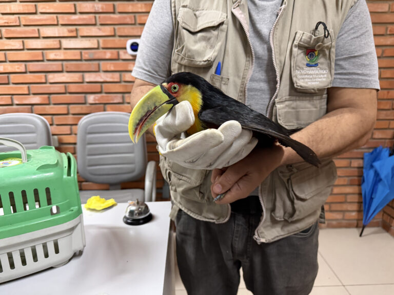 TUCANO-DE-BICO-VERDE ENCONTRADO NO KEPHAS É RESGATADO PELA PREFEITURA DE NOVO HAMBURGO