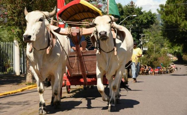 Tradicional Festa do Colono e do Motorista de Lomba Grande acontece neste domingo