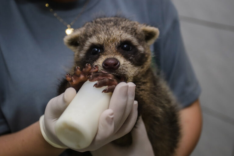 MiniZoo de Canoas promove campanha de doação de cobertores e outros itens para aquecer animais silvestres resgatados neste inverno