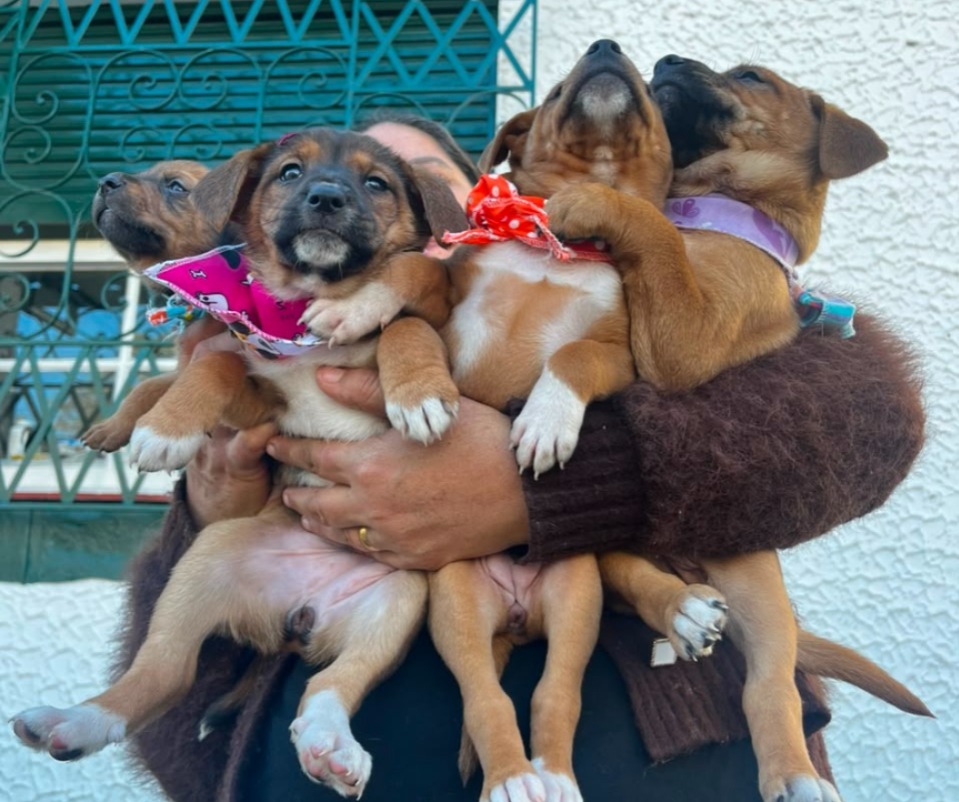 Cães e gatos do Canil de São Leopoldo esperam por um novo lar em Espaço de Adoção neste sábado
