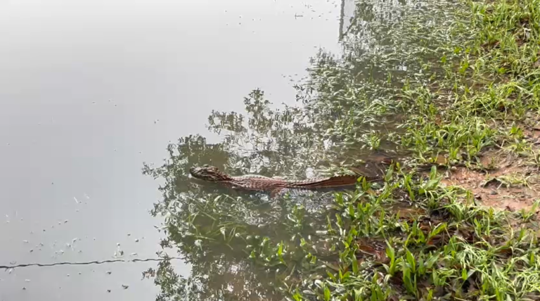 Mesmo com água baixando, "jacarezinho capilé" é visto novamente no Parque Imperatriz em São Leopoldo