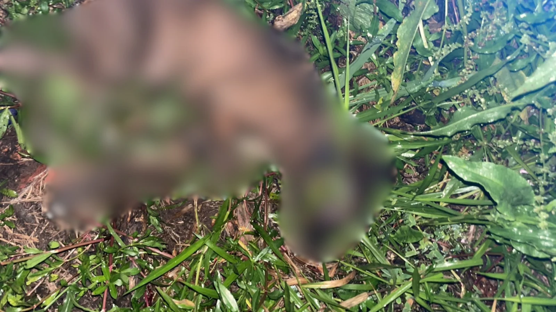 Homem mata cachorra a pauladas e é preso em Sapiranga - DuduNews