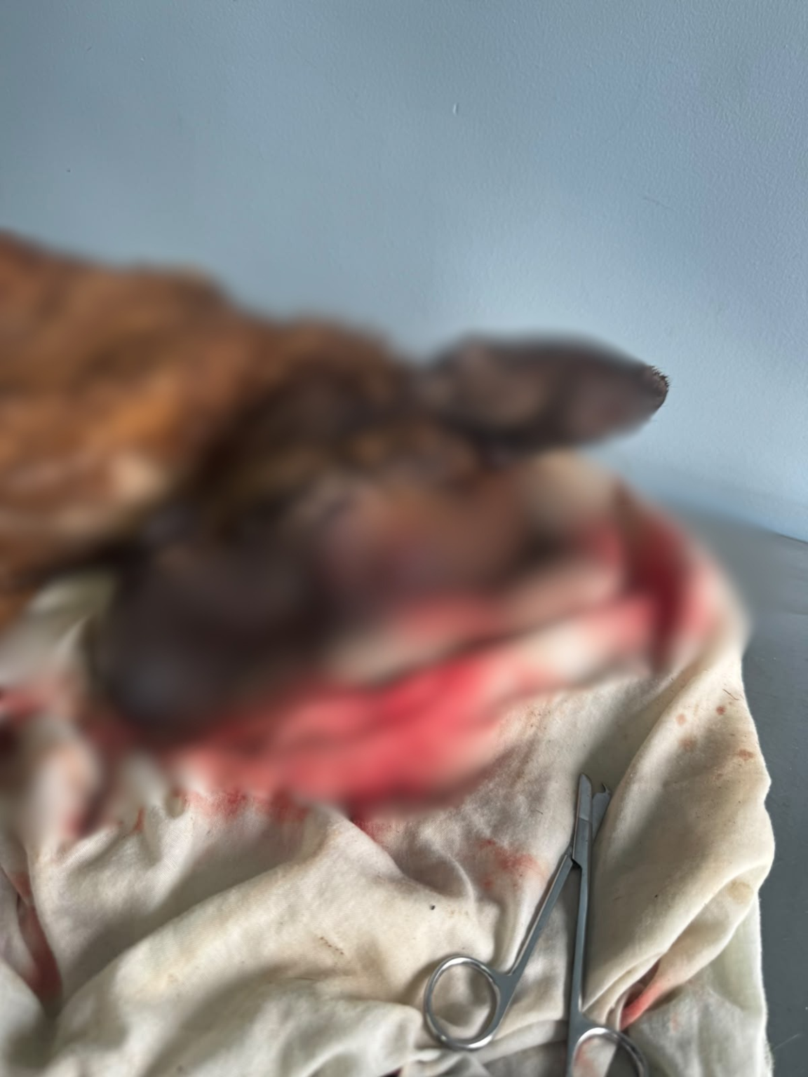 Homem mata cachorra a pauladas e é preso em Sapiranga - DuduNews
