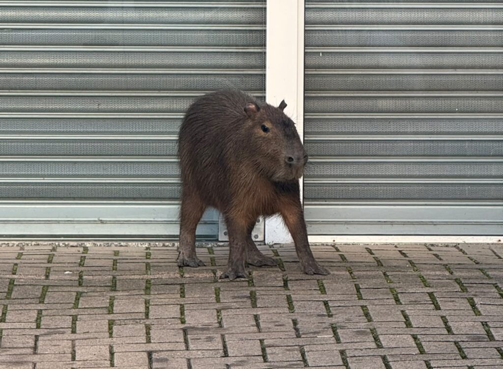 Capivara é vista circulando por área urbana de Novo Hamburgo, no bairro Ideal